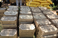 Boosting-Wealth-Chicks-and-Feed-Distribution03