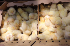 Boosting-Wealth-Chicks-and-Feed-Distribution04