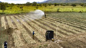 A Call for Peace to Abandoning Guns in Karamoja