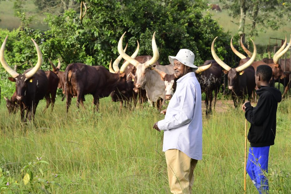 Promoting Sustainable Farming of Cattle Care and Grass Cultivation in Rwakyitura