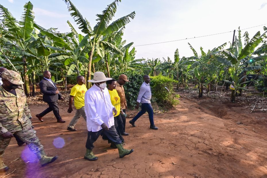 I concluded my day visiting Mrs Ahimbisibwe Harriet from Ibanda District. As I tour these farmers It is good to see that people have woken up. In the 1960s, only 10% of the population participated in the money economy, while 90% remained asleep. Now, 68% are engaged in the money economy. The leaders should investigate the cases of extortion of PDM money. We shall definitely lock up the thieves.