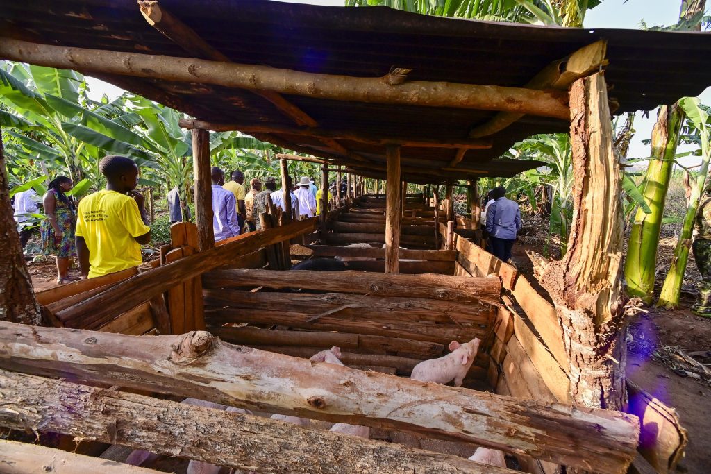 I concluded my day visiting Mrs Ahimbisibwe Harriet from Ibanda District. As I tour these farmers It is good to see that people have woken up. In the 1960s, only 10% of the population participated in the money economy, while 90% remained asleep. Now, 68% are engaged in the money economy. The leaders should investigate the cases of extortion of PDM money. We shall definitely lock up the thieves.
