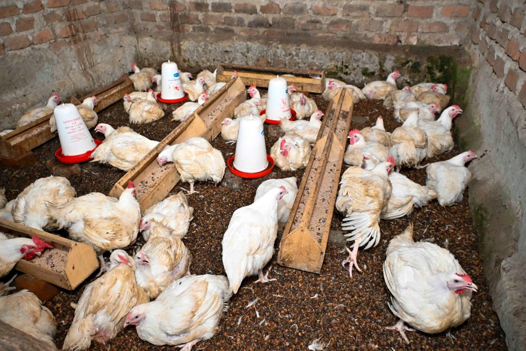 From Subsistence to Sustainability Christine Wineza's Poultry Farming Journey in Mityana