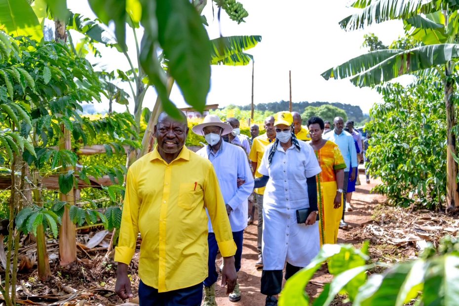 From Maize to Millions see How Coffee Farming Transformed a Life in Kamwenge