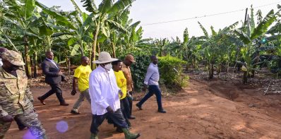 I concluded my day visiting Mrs Ahimbisibwe Harriet from Ibanda District. As I tour these farmers It is good to see that people have woken up. In the 1960s, only 10% of the population participated in the money economy, while 90% remained asleep. Now, 68% are engaged in the money economy. The leaders should investigate the cases of extortion of PDM money. We shall definitely lock up the thieves.