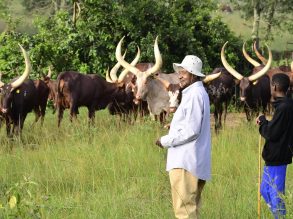 Promoting Sustainable Farming of Cattle Care and Grass Cultivation in Rwakyitura