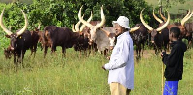 Promoting Sustainable Farming of Cattle Care and Grass Cultivation in Rwakyitura