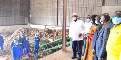Empowering Local Industry: The Launch of a Cassava Starch Factory
