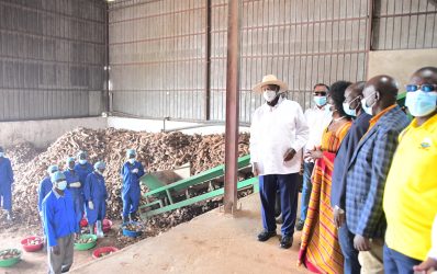 Empowering Local Industry: The Launch of a Cassava Starch Factory